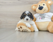 8 week old Cockapoo Puppy For Sale - Seaside Pups