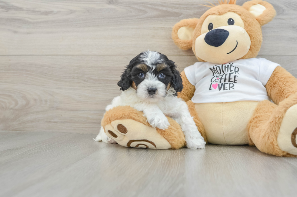 7 week old Cockapoo Puppy For Sale - Seaside Pups