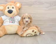 6 week old Cockapoo Puppy For Sale - Seaside Pups
