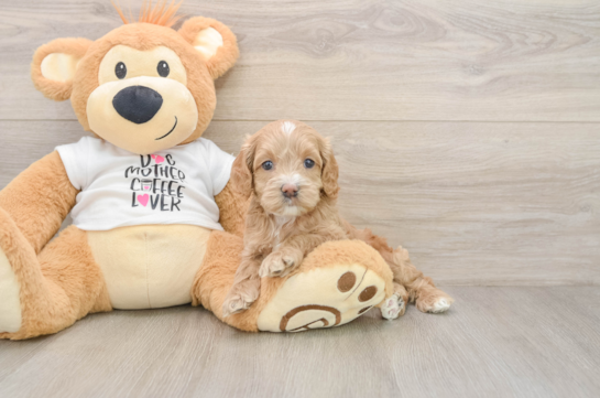Adorable Cocker Doodle Poodle Mix Puppy