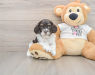 8 week old Cockapoo Puppy For Sale - Seaside Pups