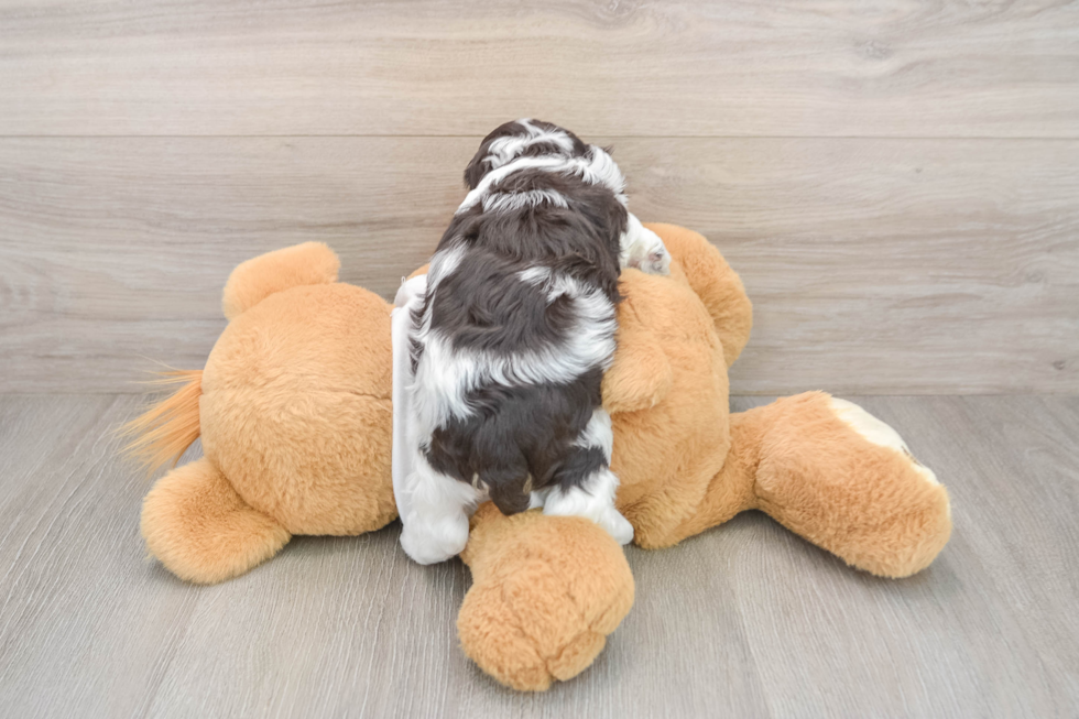 Adorable Cocker Doodle Poodle Mix Puppy