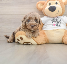 6 week old Cockapoo Puppy For Sale - Seaside Pups