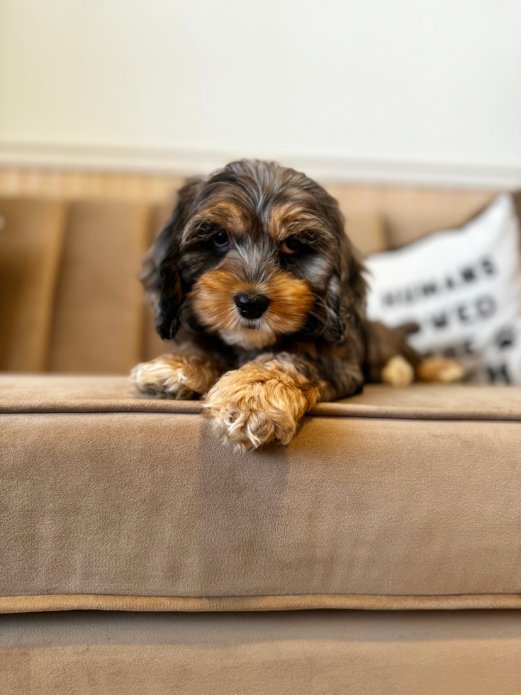 Cockapoo Pup Being Cute