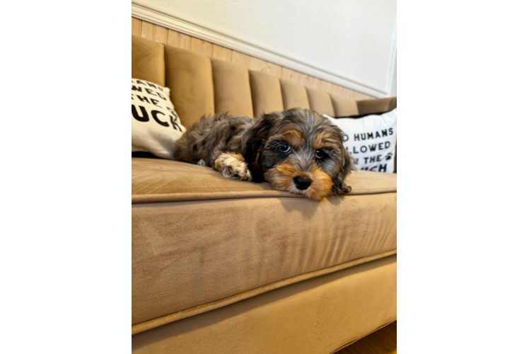 Cute Cockapoo Poodle Mix Pup