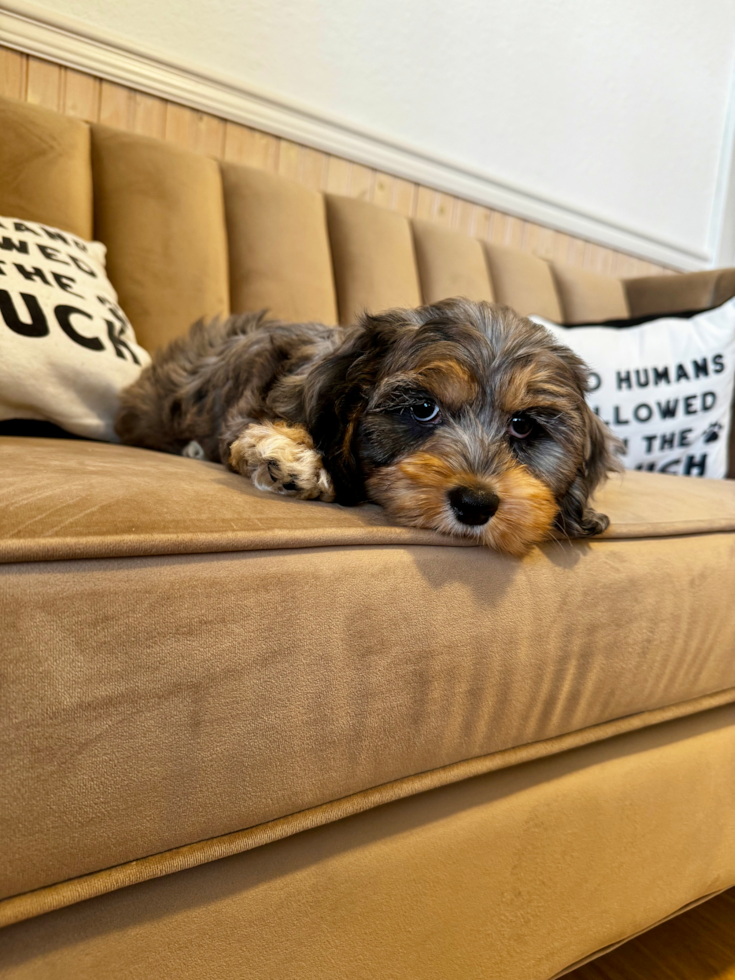 Cute Cockapoo Poodle Mix Pup