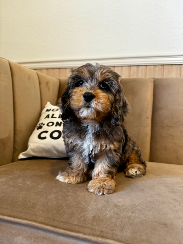 Cockapoo Puppy for Adoption