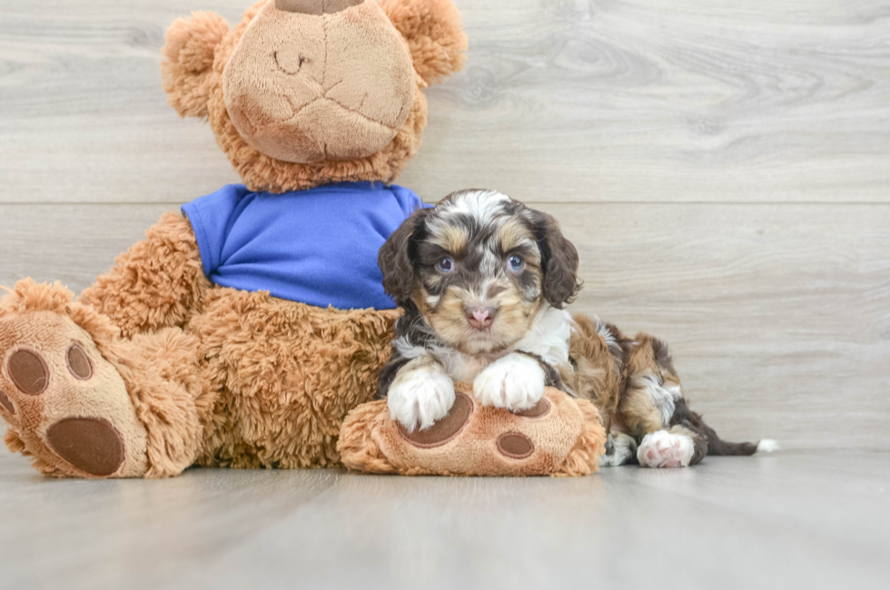 7 week old Cockapoo Puppy For Sale - Seaside Pups