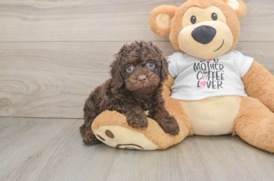 Petite Cockapoo Poodle Mix Pup