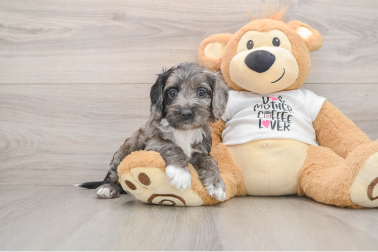 Small Cockapoo Baby