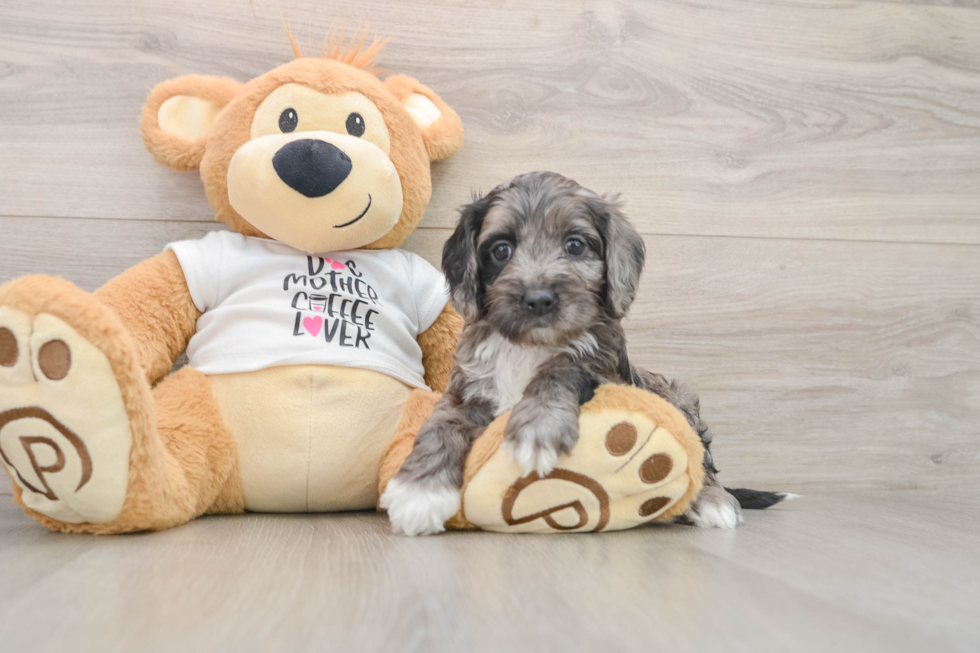 Hypoallergenic Cocker Doodle Poodle Mix Puppy