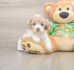 5 week old Cockapoo Puppy For Sale - Seaside Pups
