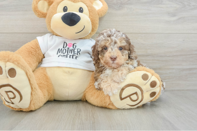 Funny Cockapoo Poodle Mix Pup