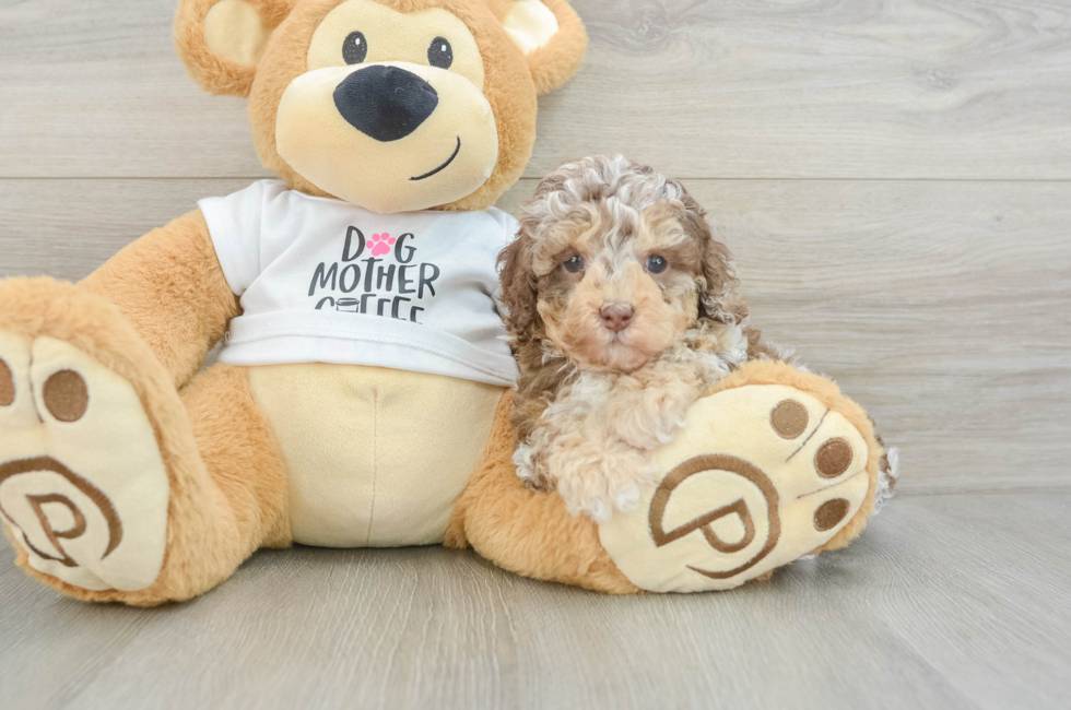 5 week old Cockapoo Puppy For Sale - Seaside Pups