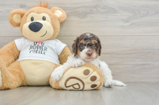 Cockapoo Puppy for Adoption