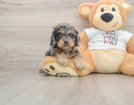 8 week old Cockapoo Puppy For Sale - Seaside Pups