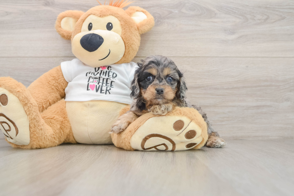 Cockapoo Pup Being Cute