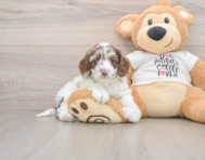 7 week old Cockapoo Puppy For Sale - Seaside Pups