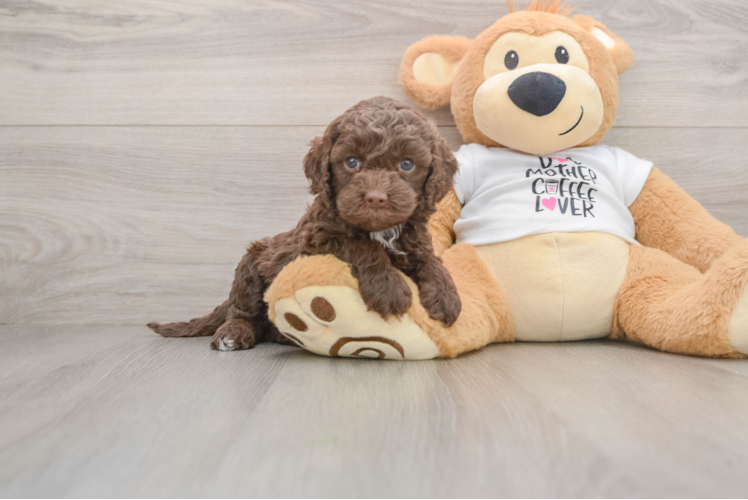 Best Cockapoo Baby