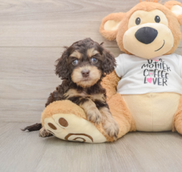 5 week old Cockapoo Puppy For Sale - Seaside Pups