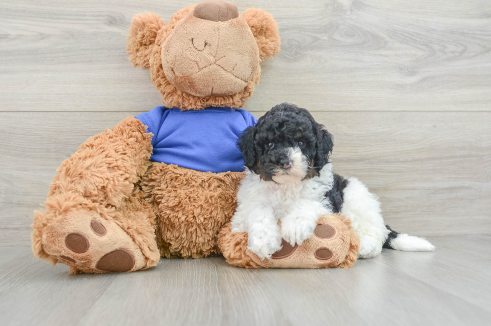 7 week old Cockapoo Puppy For Sale - Seaside Pups