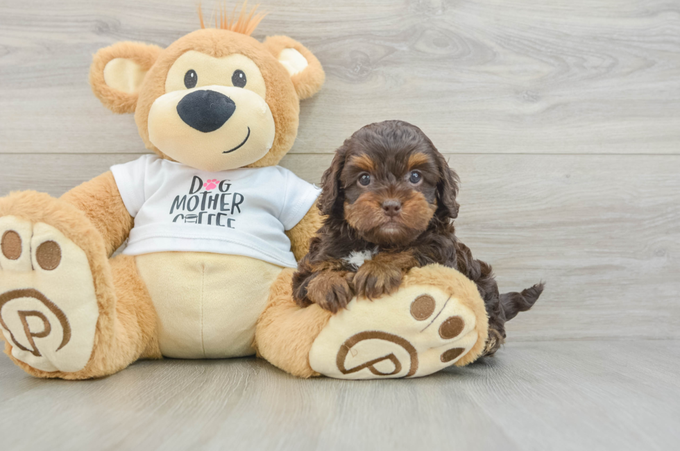 5 week old Cockapoo Puppy For Sale - Seaside Pups