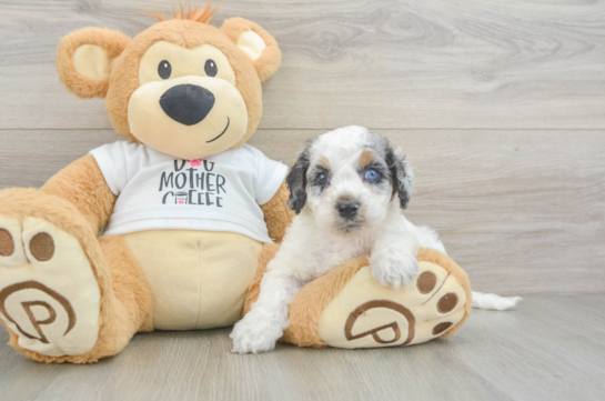 Cockapoo Puppy for Adoption
