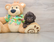 7 week old Cockapoo Puppy For Sale - Seaside Pups