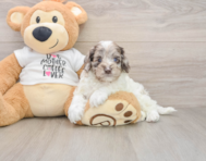 7 week old Cockapoo Puppy For Sale - Seaside Pups