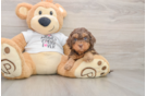 Cockapoo Pup Being Cute