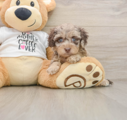 5 week old Cockapoo Puppy For Sale - Seaside Pups