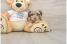 Cockapoo Puppy for Adoption