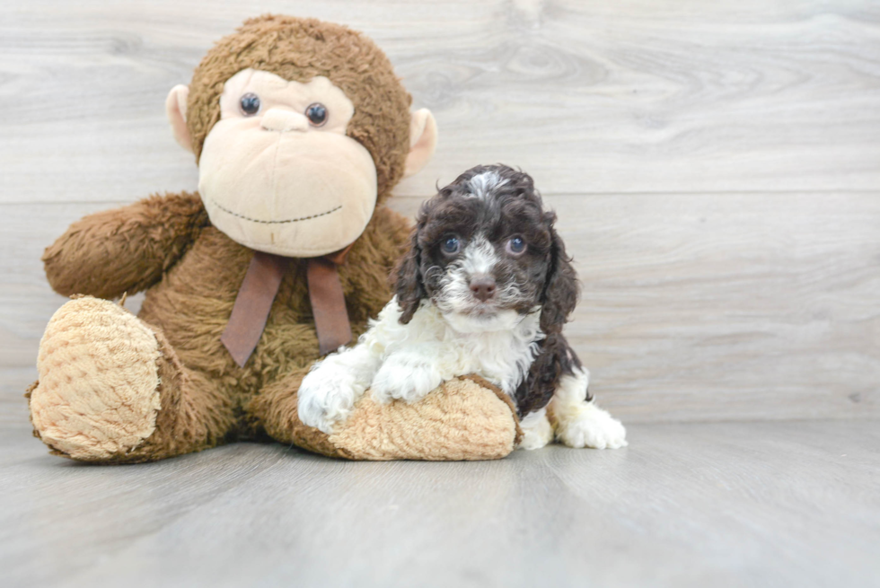 Cute Cockerpoo Poodle Mix Puppy