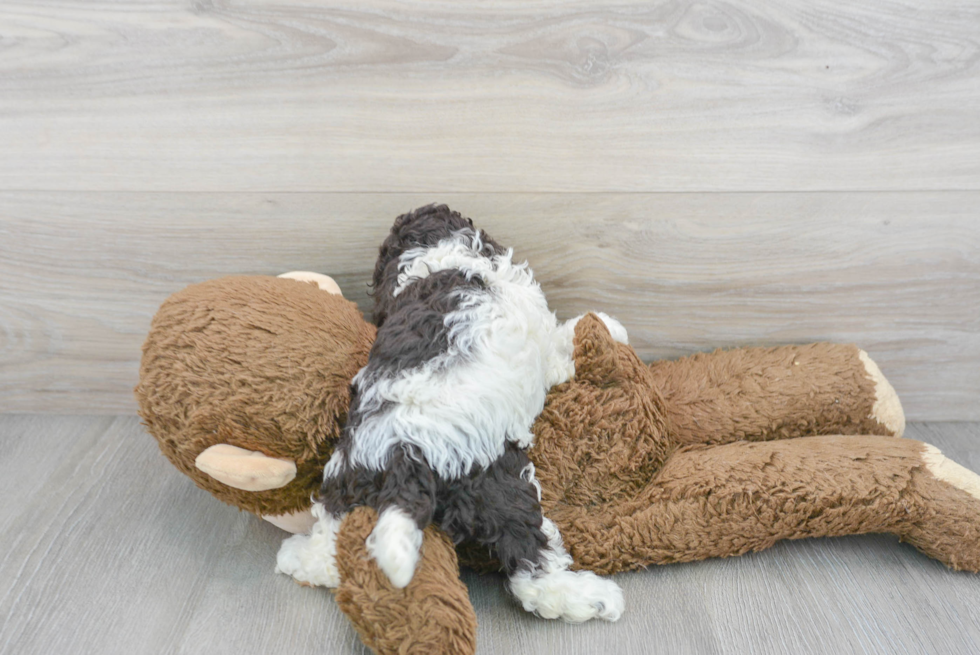 Cute Cockapoo Baby