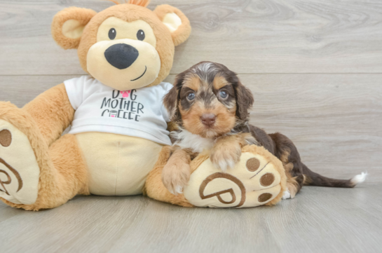 Friendly Cockapoo Baby