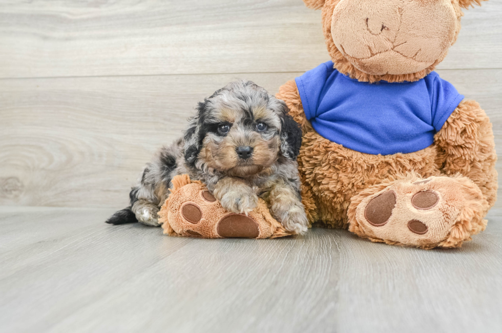 5 week old Cockapoo Puppy For Sale - Seaside Pups