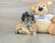 6 week old Cockapoo Puppy For Sale - Seaside Pups