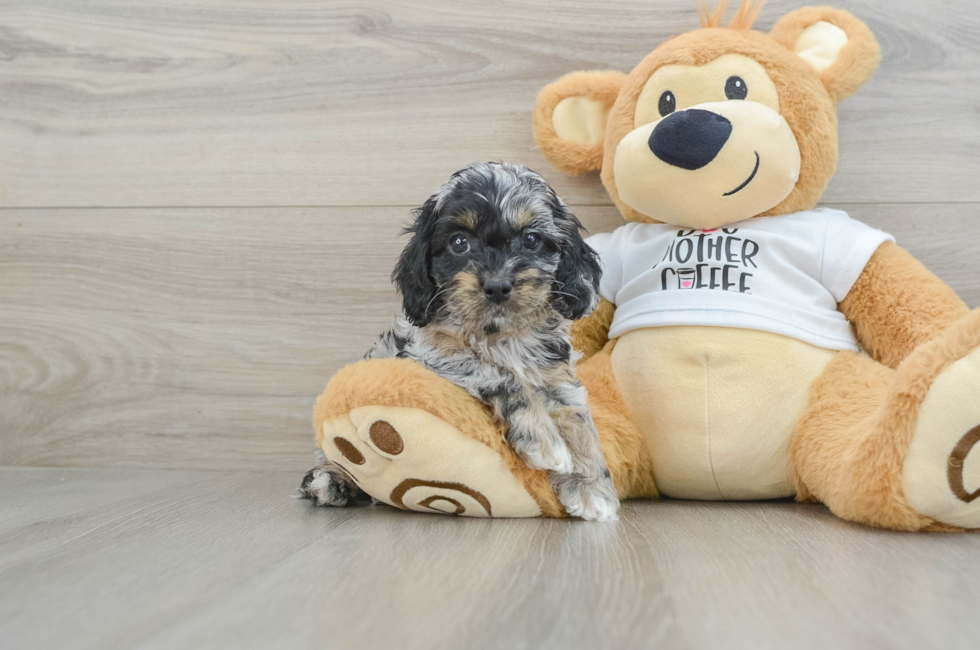 6 week old Cockapoo Puppy For Sale - Seaside Pups