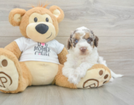 9 week old Cockapoo Puppy For Sale - Seaside Pups