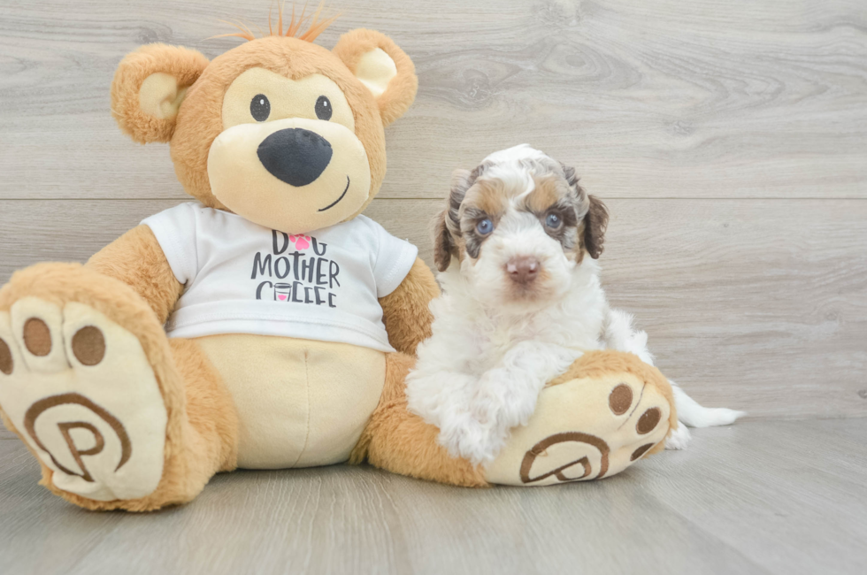 5 week old Cockapoo Puppy For Sale - Seaside Pups