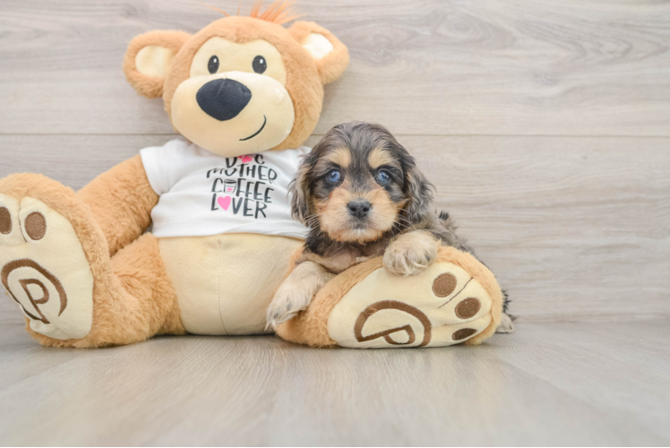 Cockapoo Puppy for Adoption