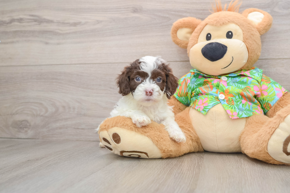Friendly Cockapoo Baby