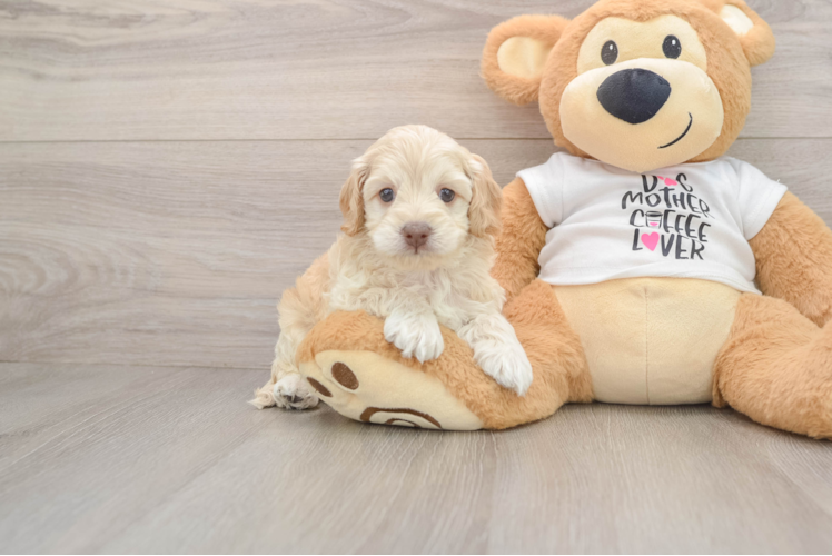 Best Cockapoo Baby