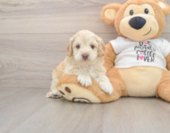 6 week old Cockapoo Puppy For Sale - Seaside Pups