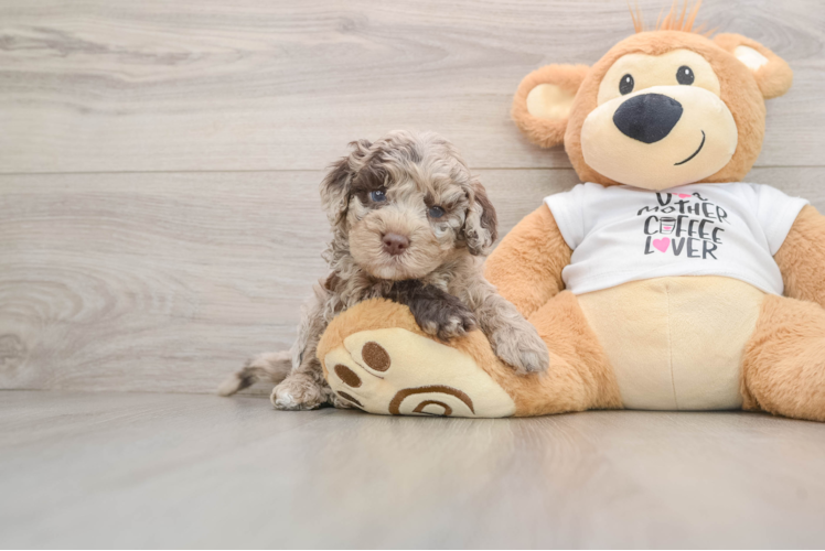Cockapoo Puppy for Adoption