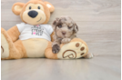 Friendly Cockapoo Baby