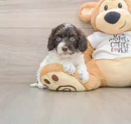 5 week old Cockapoo Puppy For Sale - Seaside Pups