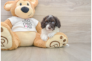 Friendly Cockapoo Baby