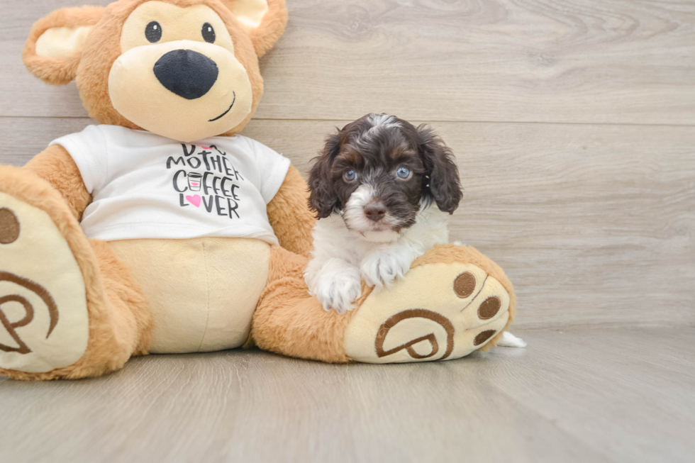 Friendly Cockapoo Baby