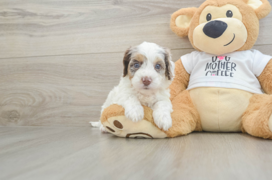 Best Cockapoo Baby